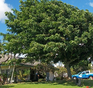 Before and After Shower Tree Pruning